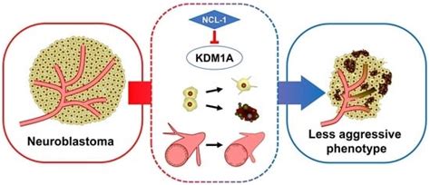 Targeting KDM1A in Neuroblastoma with NCL-1 Induces a Less Aggressive ...