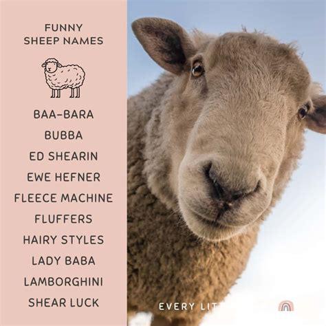 180+ Best Sheep Names (Cute, Funny, and Creative) - Every Little Name