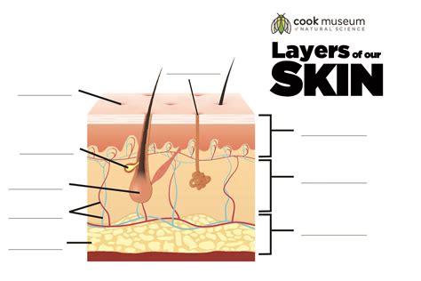 Layers Of The Skin Worksheet
