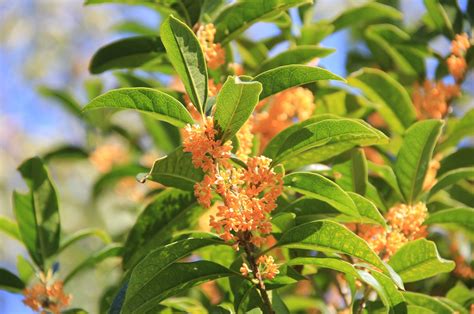 Follow This Guide To Creating Ideal Conditions For A Flourishing And ...