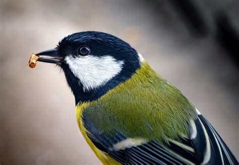 Great tits often lose their vivid colors in the city - Earth.com