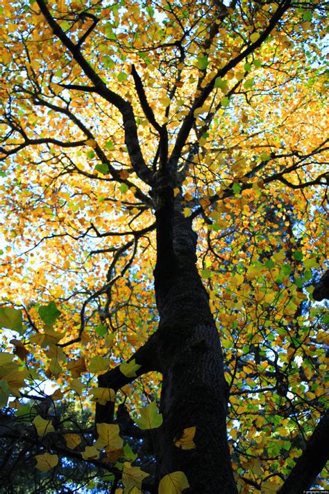 American Tulip Tree (tulip poplar, yellow poplar) - Geographic Media