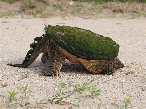 Image result for Snapper Turtle
