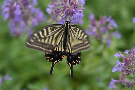 Image result for Flutter Webview Source Code