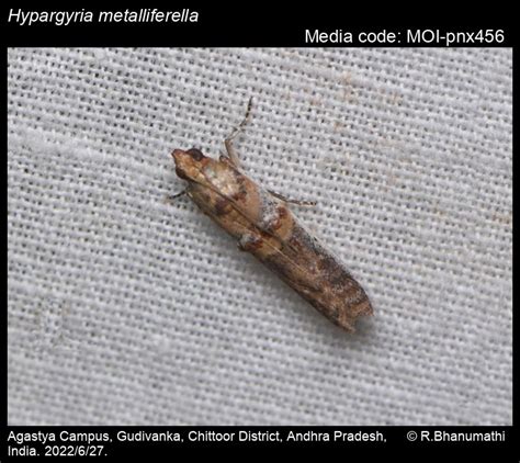 Hypargyria metalliferella | Moths