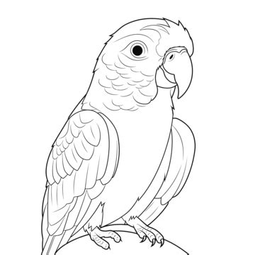 Image result for Parrot Drawing Printable