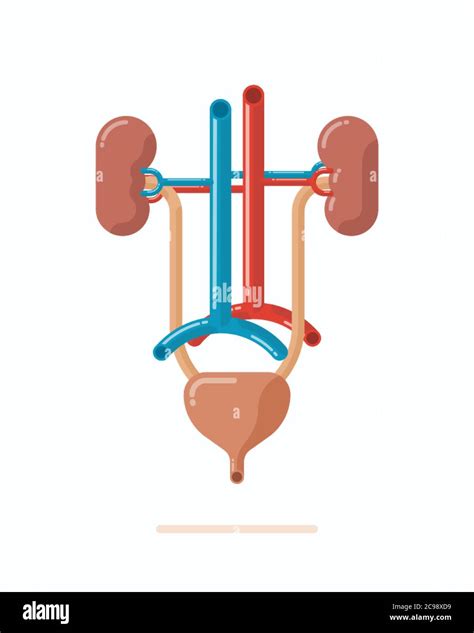 Illustration of human urinary system, contains kidneys, ureter, urinary bladder, urethra and ...