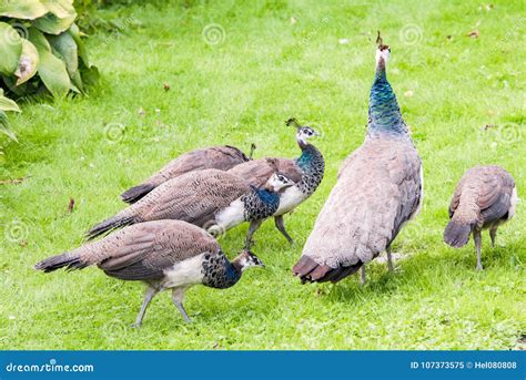Peacock Family At Garden Of Real Alcazar De Sevilla In Spain Stock ...