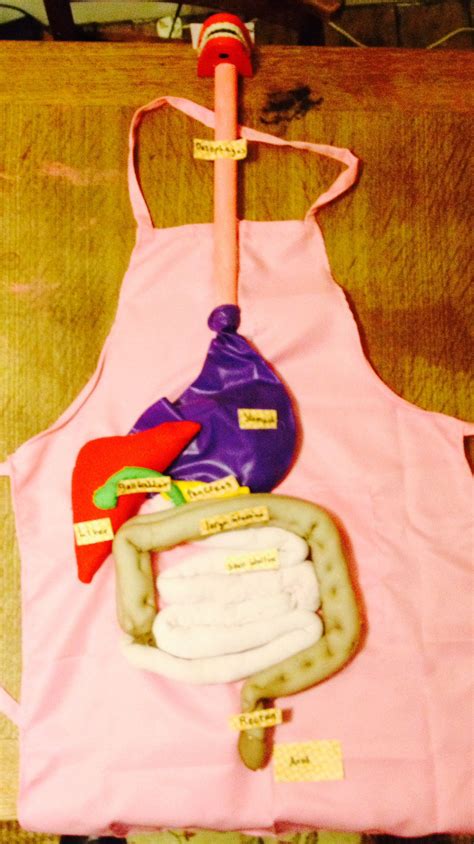 How to Make Digestive System Model 的图像结果