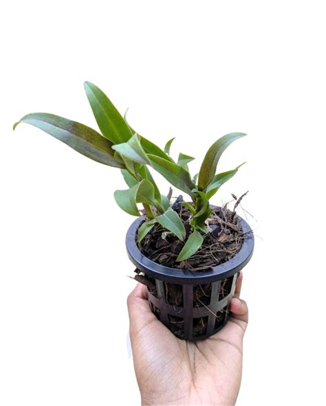 Cattleya Orchid Hybrid Epicattleya Rene Marques