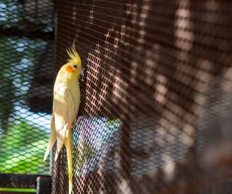 Cockatiel Habitat in Captivity: How to Create the Perfect Home?