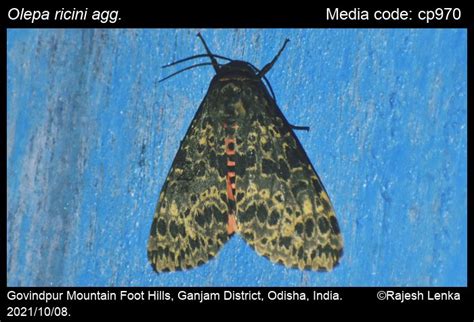 Olepa ricini | Moths