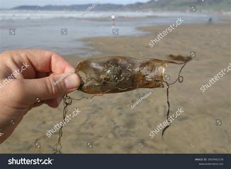 Shark Egg Case Mermaids Purse Empty Stock Photo 2057662178 | Shutterstock