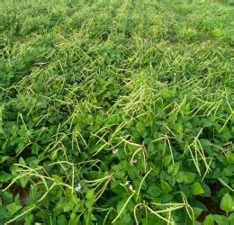 Indian Institute of Pulses Research