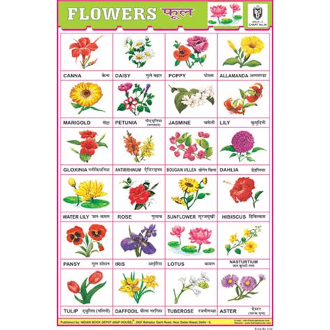 FLOWER CHART 24 PHOTOS (WHITE) SIZE 24 X 36 CMS CHART NO. 34