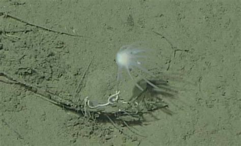 Discovery of Earth’s Oldest Living Creature: A 700-Million-Year-Old Species That Changes Our ...