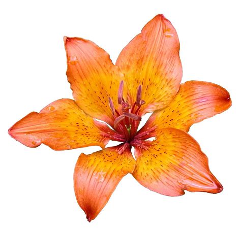 Image result for Flower Pot Unicode Python