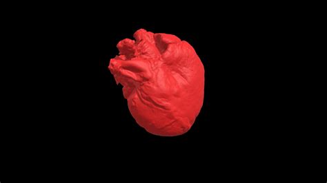 Tricuspid Valve Insufficiency- Heart 0419 - Download Free 3D model by VisibleHeartLabs [4cf56ff ...