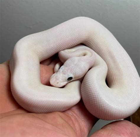 Image result for White Wedding Ball Python