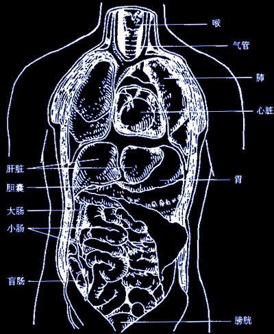 身体构造结构图器官图_配图网