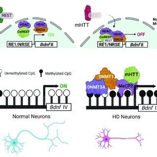 Image result for Bdmf Modulation