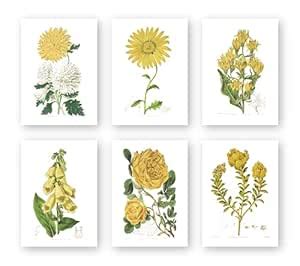 Ink. Inc. Botanical Prints - Yellow Flowers - Set of 6 unframed 5x7 ...