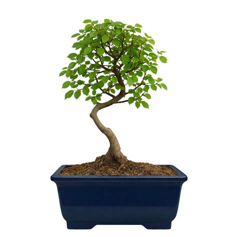 Buy Bonsai Plants & Trees Online in India – Abana Homes