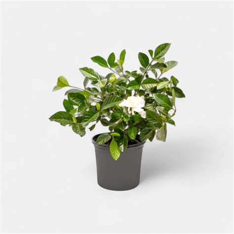 Fragrant (Aromatic) Plants buy online at cheap Price on plantsguru