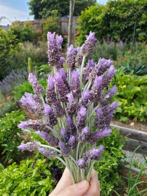 How To Dry Lavender Heads