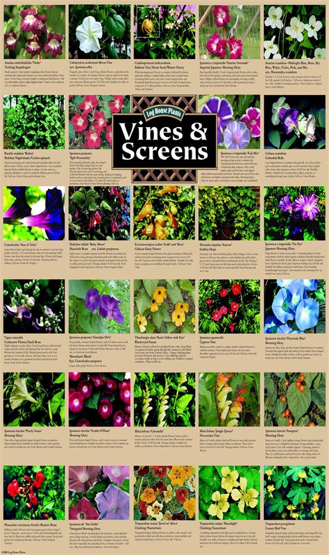 Kinds Of Vine Plants - Garden Plant