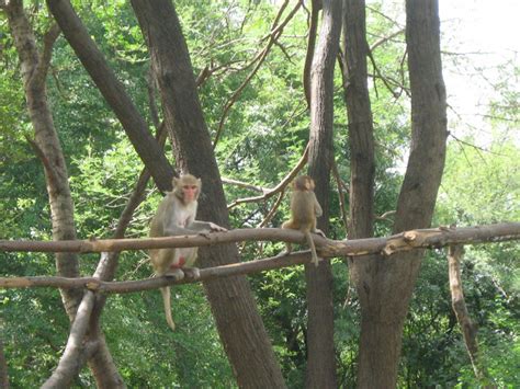 Tirupati Part 10 - The Zoo
