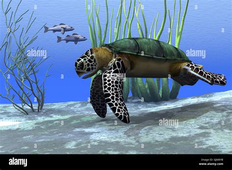 Image result for Sea Turtle Shell