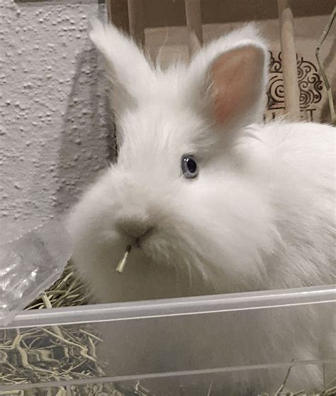 people FLAMED ME for calling my rabbit egg ugly so I have put together ...