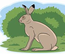 Image result for Arctic Hare Clip Art