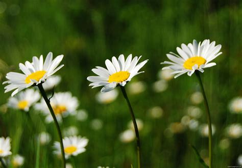 White Daisies Flowers
