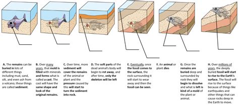 Image result for Fossil Formation Process