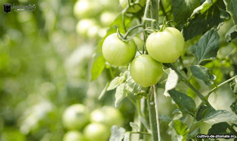 Uso de rafia para tutoreo de jitomate