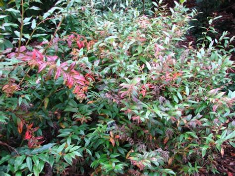 Leucothoe axillaris 'Redsprite' - Redsprite coast leucothoe | The Dawes ...