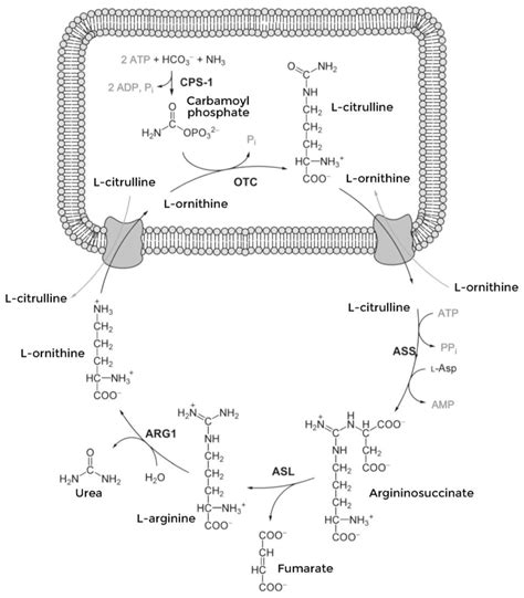 Urea Cycle Medical Coding Study Smarter Urea Cycle Urea Reduces The