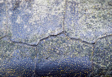 Image result for Roblox Turtle Shell Texture