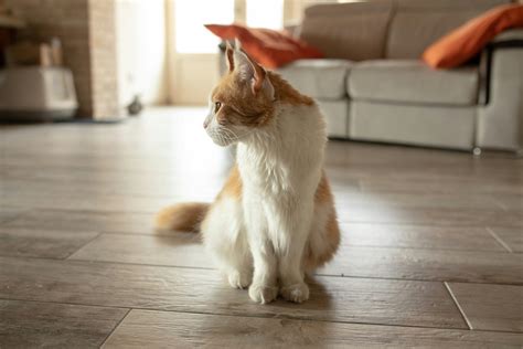 Pet-Friendly Flooring Options | All About Floors