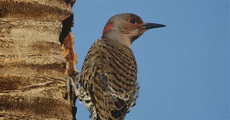 Predators Of Woodpeckers