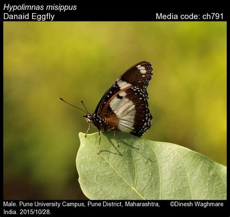 Hypolimnas misippus | Butterfly
