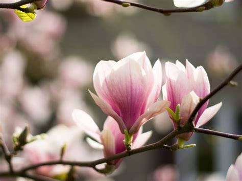 Image result for Magnolia Com