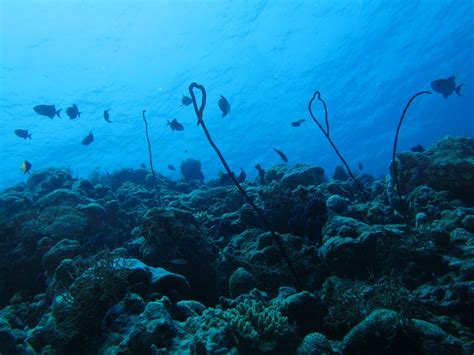 Experts Write to President to Withdraw 'Incautious' Draft Lakshadweep ...