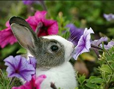 Image result for Bunny Holding Flowers
