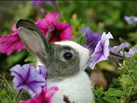 Image result for Rabbit Flower