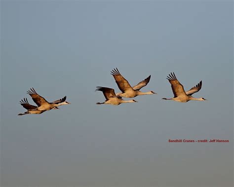 Winter Bird Count for Kids at Lake Los Carneros, Stow House, Lake Los ...