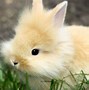 Image result for Pink Background Baby Bunny