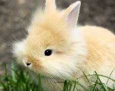 Image result for Cute Baby Girl Bunnies